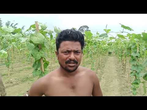 | Tripura News