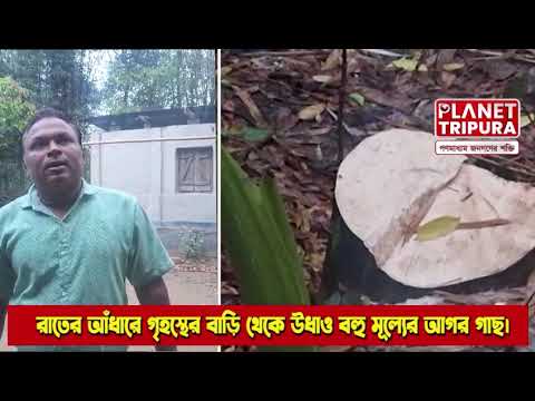 গভীর রাতে আগরগাছ উধাও, ক্ষতির মুখে গৃহস্থ | Tripura News