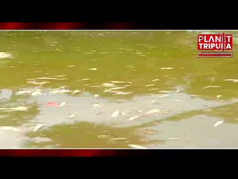 বিশালগড় দুষ্কৃতিকারীদের হাতে মৎস্য চাষীর পুকুরের দুঃখজনক অবস্থা | Planet Tripura News #bishalgarh